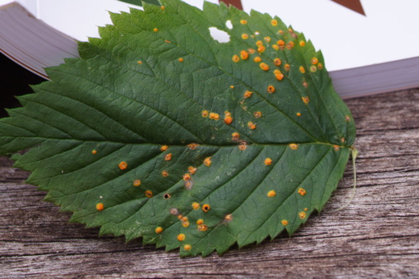 Photo © Bob Simpson Phragmidium rubi-idaei by Bob Simpson
